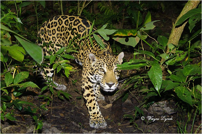 Jaguar 107 by Dr. Wayne Lynch &copy;